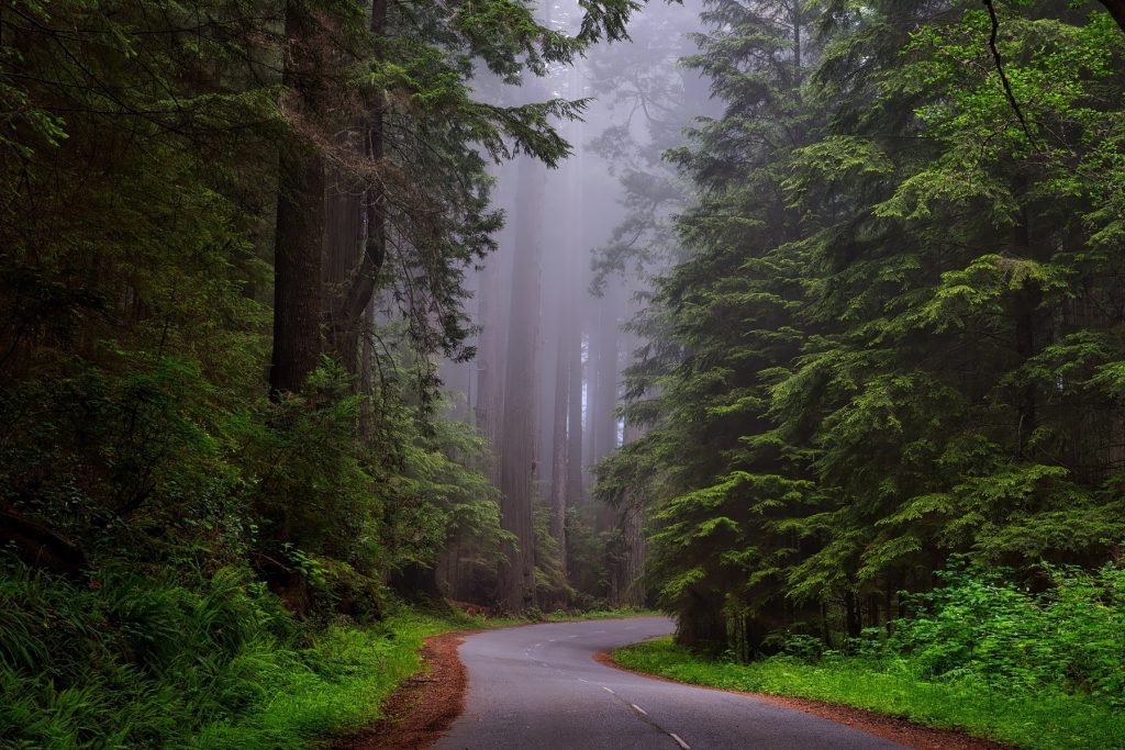 landscape tree nature forest waterfall wilderness 548750 pxhere.com 1